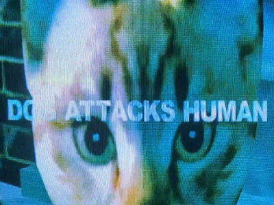Nonton Dog Attacks Human Sub Indo