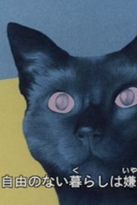 Cat's Eye Love