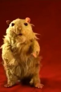 Hamster Sam