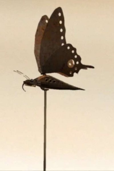 Lost Butterfly