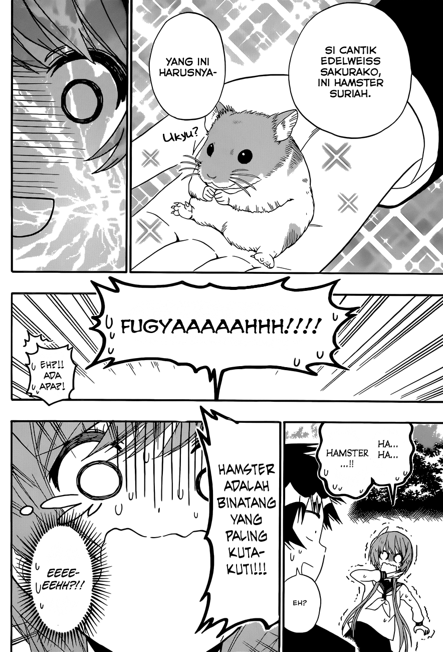 Nisekoi Chapter 142 - halaman 14