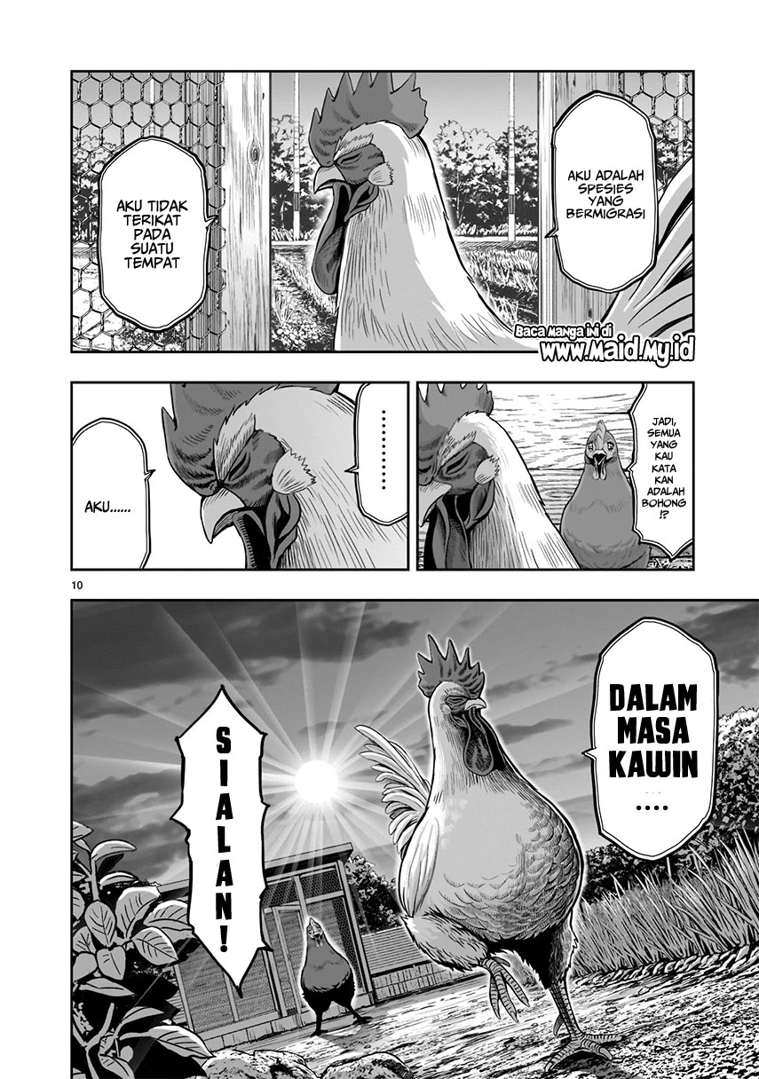 Rooster Fighter Chapter 1 - halaman 13