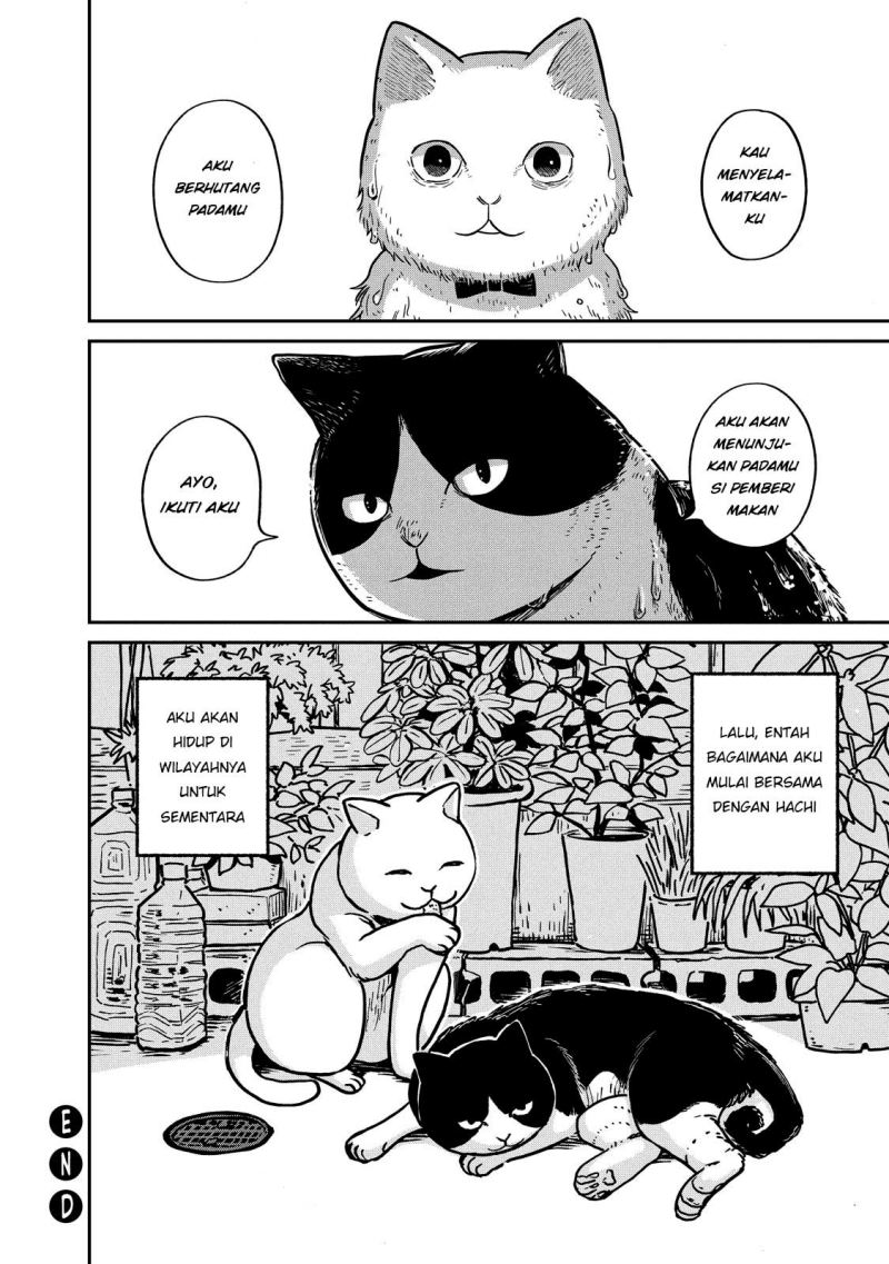Tsureneko: Maruru to Hachi Chapter 1 - halaman 33